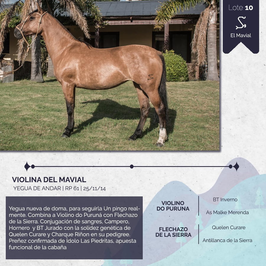 Lote VIOLINA DEL MAVIAL