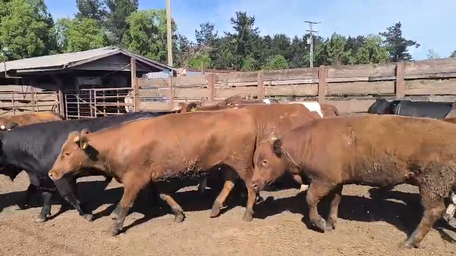 Lote 20 Novillo Gordo en Los Ángeles, VIII Región Biobío