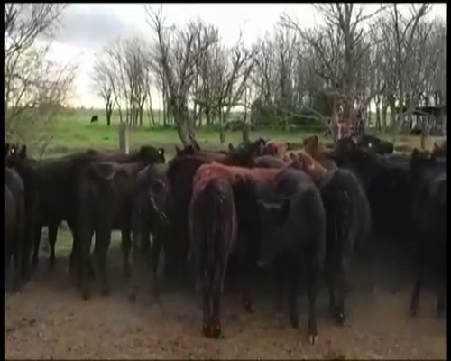 Lote 65 Terneras en Chascomús, Buenos Aires