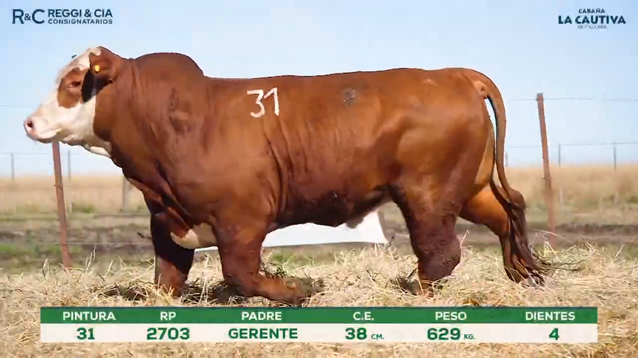 Lote Toros Braford controlados