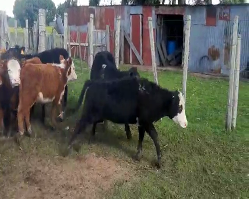 Lote 11 Terneras HEREFORD Y ANGUS a remate en Pantalla Aniversario 170kg - , San José