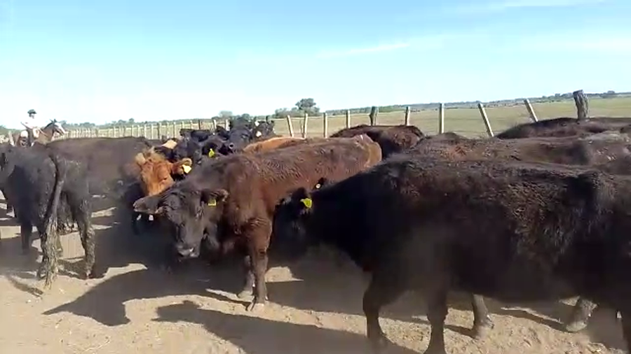 Lote 12 Vacas CUT con cría en San Andrés de Giles, Buenos Aires