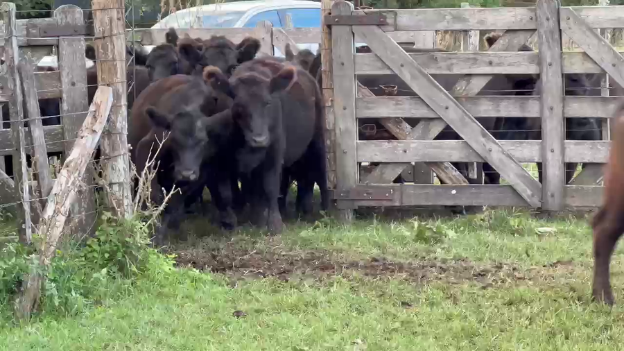 Lote 60 Novillitos en Dolores, Buenos Aires