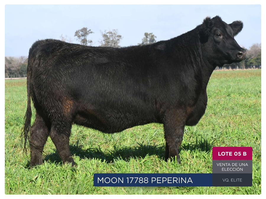 Lote RP 17757 Y 17788 - VAQUILLONAS PP ELITE VENTA DE UNA ELECCION
