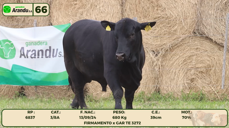 Lote LOTE 66
