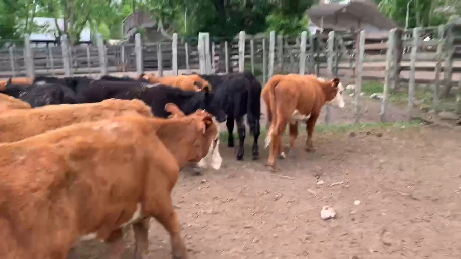 Lote 55 Terneros en Melo, Cerro Largo