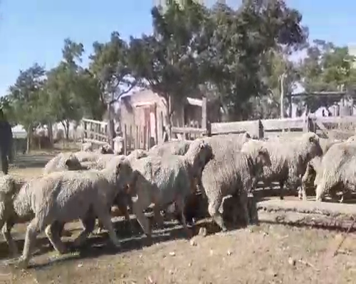 Lote 800 Ovejas en Artigas