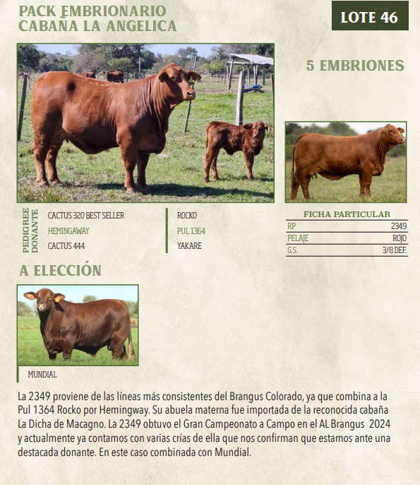 Lote LOTE 46