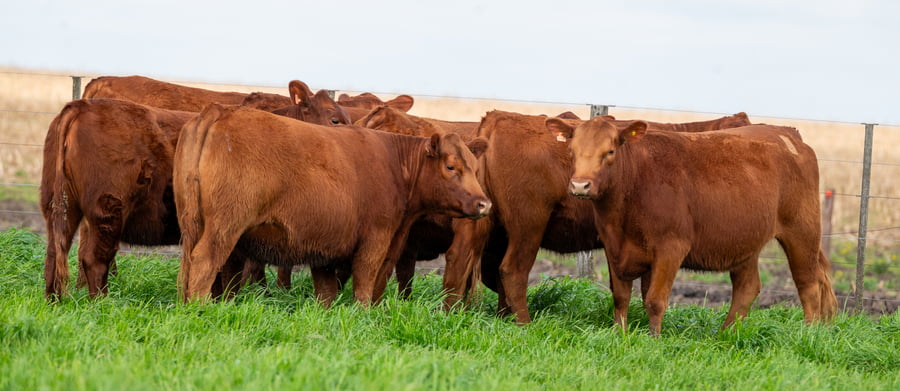 Lote VAQUILLONAS GENERALES