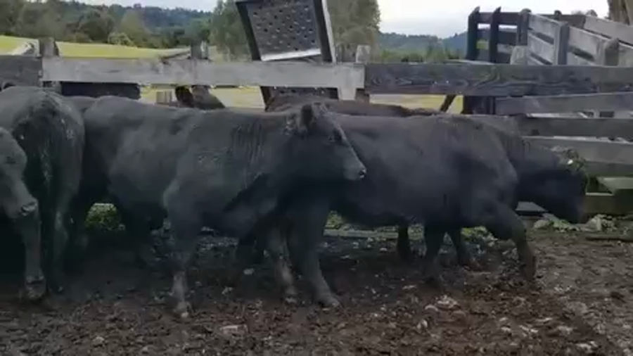Lote 51 Vaquilla Engorda en Osorno, X Región Los Lagos