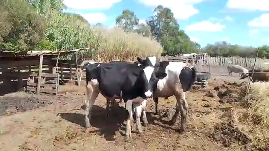 Lote 3 Terneros Holando