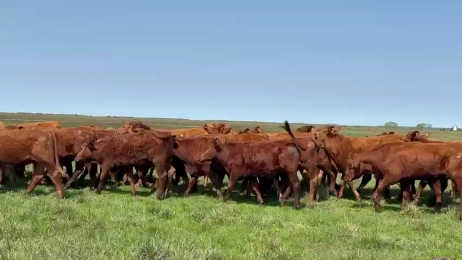 Lote 50 Terneras en Corrientes, Chavarría
