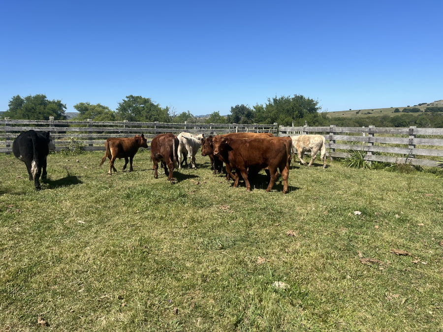 Lote Novillos de 1 a 2