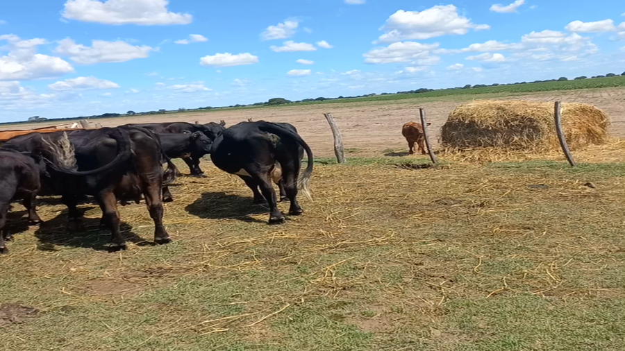 Lote 23 Vacas medio uso C/ cria en La Maruja, La Pampa