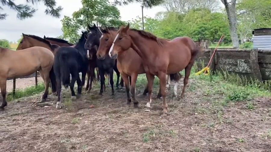 Lote Yeguarizos Machos