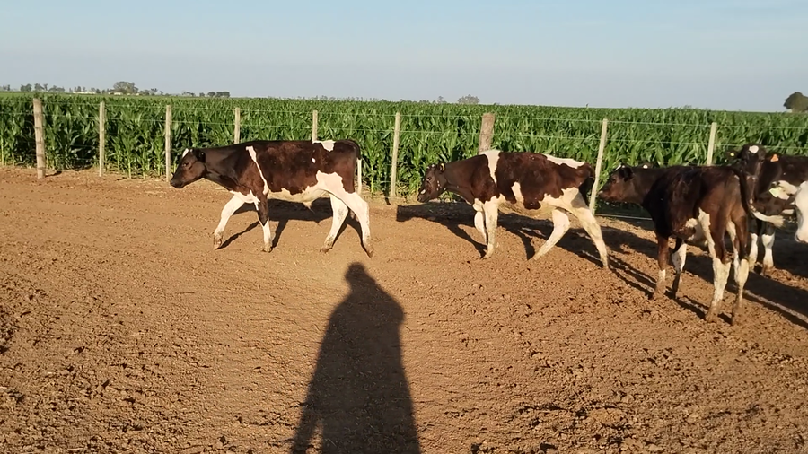 Lote 20 Terneros Holando Argentino en Porteña, Córdoba