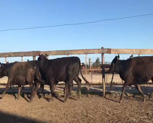 Lote 50 VAQUILLONAS ANGUS NEGRAS DE 330 KG  P/ ENTORAR, EN SAN ANTONIO DE ARECO, PBA.-