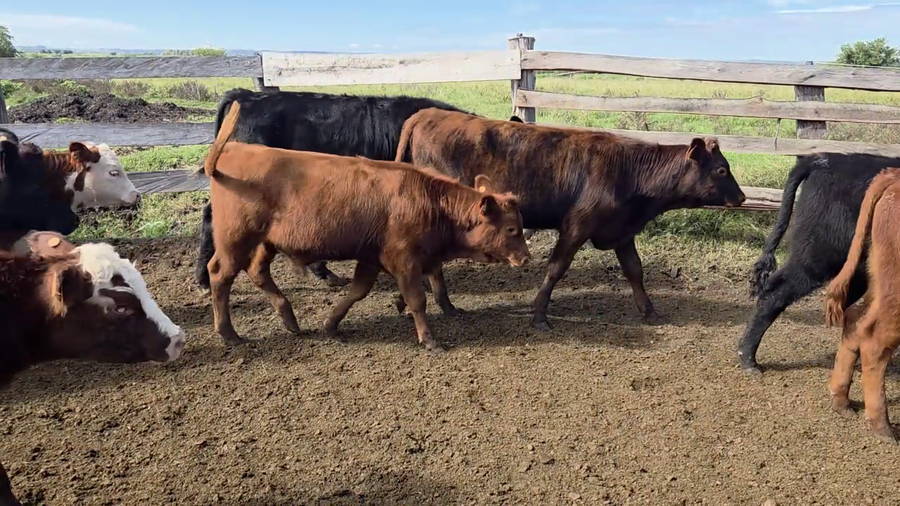 Lote TERNEROS Y TERNERAS