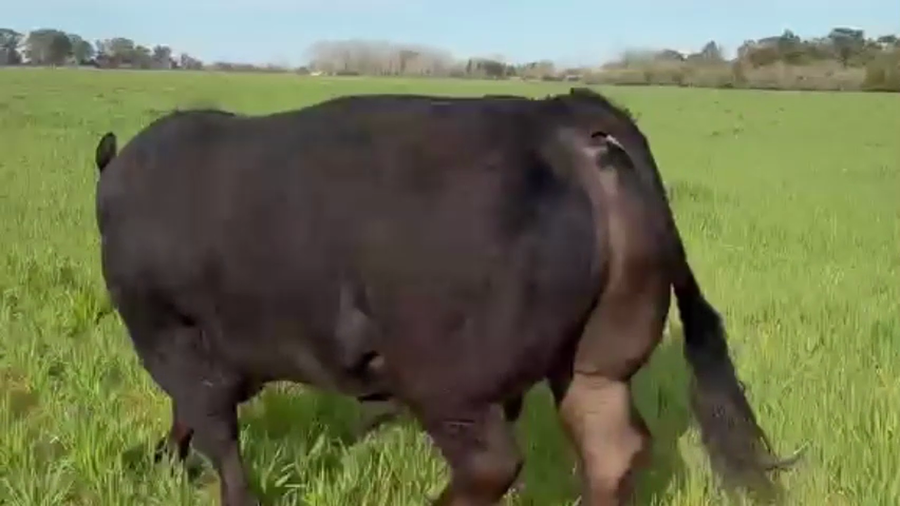 Lote Toro Puro de PEDIGREE