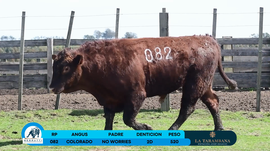 Lote Toro