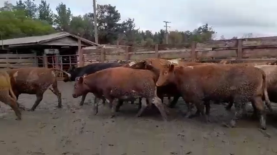 Lote 40 Vaquilla Gorda en Los Ángeles, VIII Región Biobío