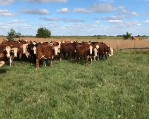 Lote 70 Novillitos en Goya, Corrientes