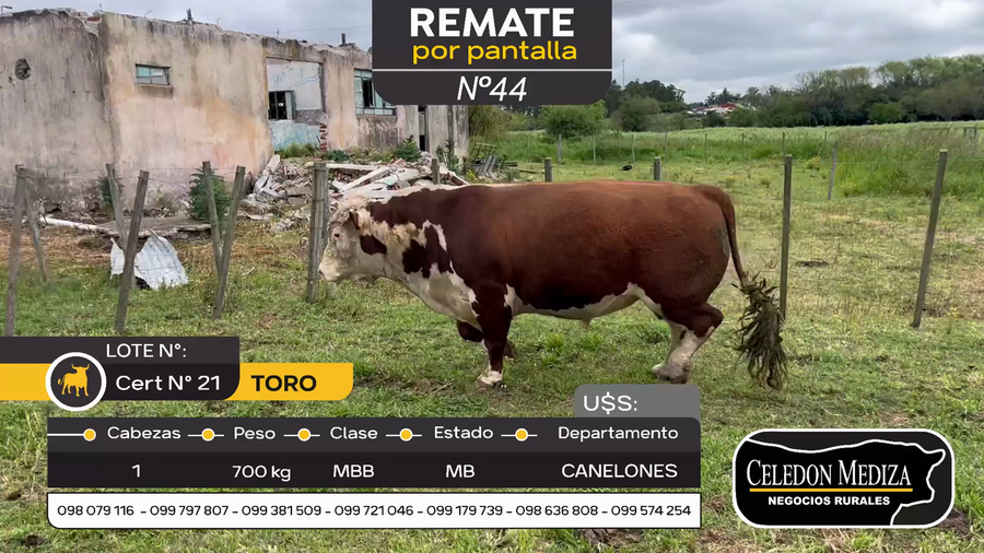 Lote 1 Toros en Canelones