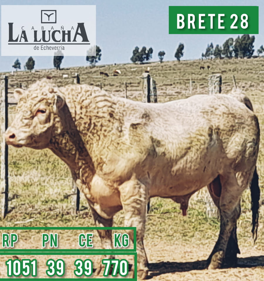 Lote TOROS CHAROLAIS PI