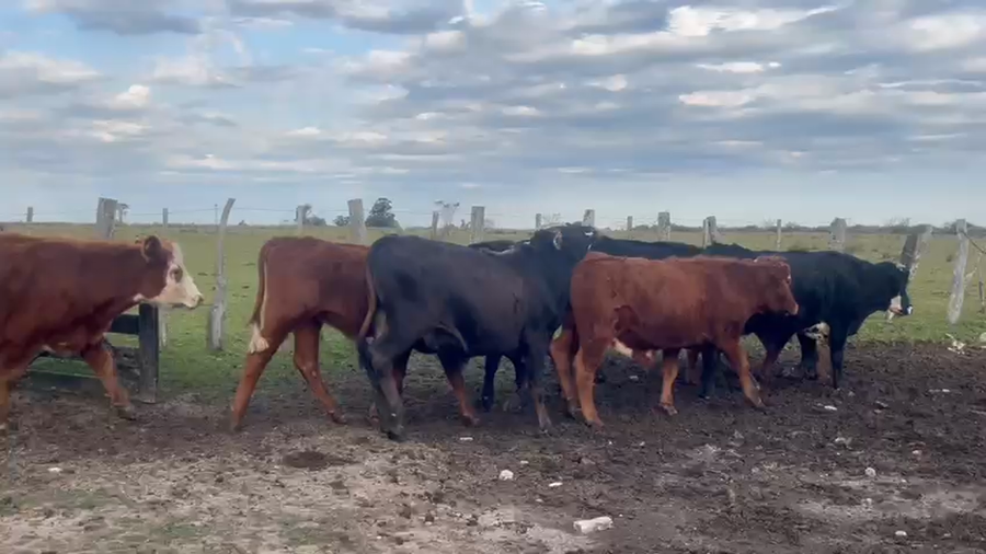 Lote 13 Novillos en Corrientes, Curuzú-Cuatiá