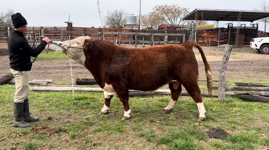 Lote CABAÑA MAIVAREPA