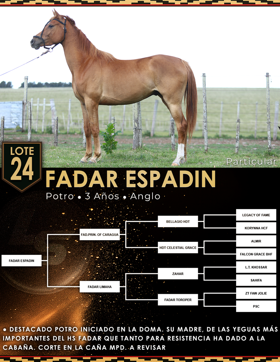 Lote FADAR ESPADIN