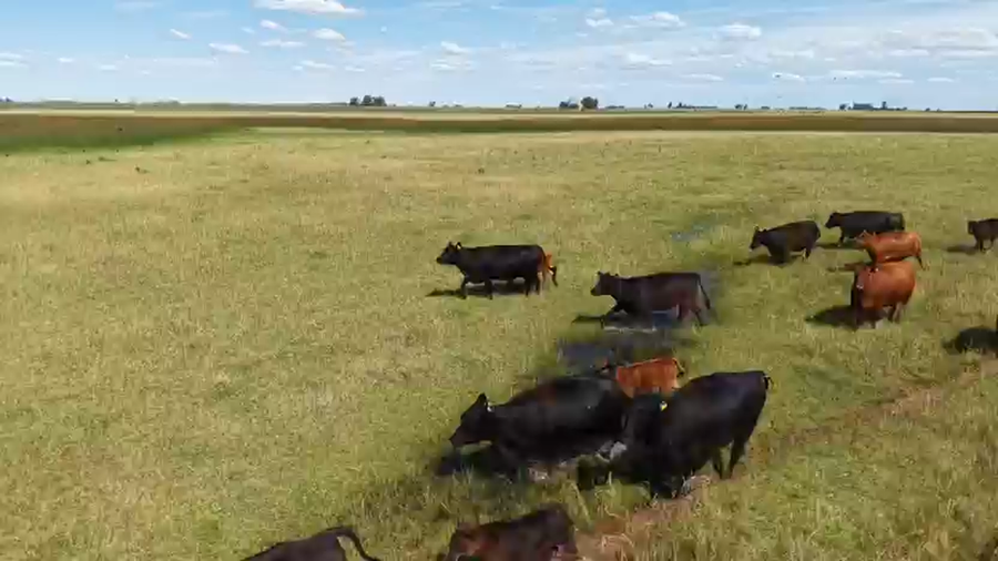 Lote 130 Vacas nuevas AL CORTE Y CON SERVICIO