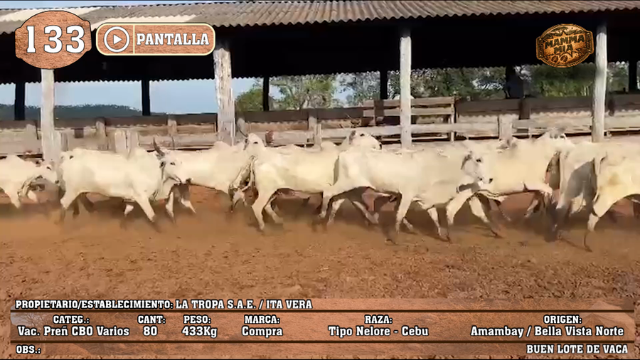 Lote LOTE 133 - PANTALLA