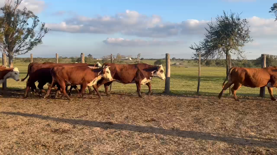 Lote 40 Vaquillonas preñadas en Corrientes, Curuzú-Cuatiá