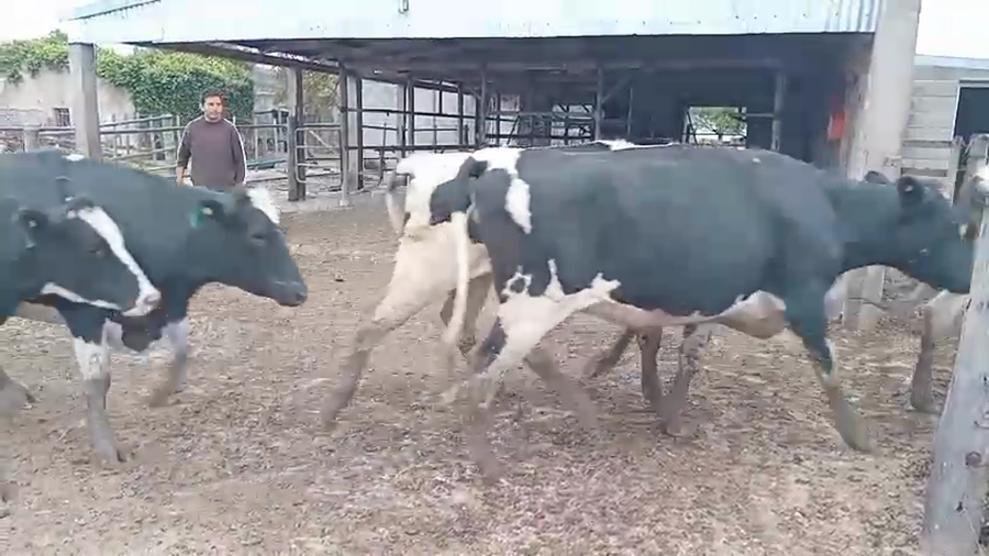 Lote 18 Vaquillonas Holando Argentino preñadas en Vila, Santa Fe
