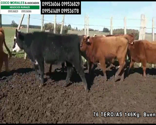 Lote Terneros y Terneras en Cuchilla del Carmen, Cerro Largo