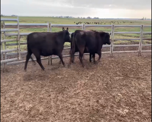 Lote EST. “TRES MOLINOS”de Gonzalez Pino SRL VAQUILLONAS PURAS CONTROLADAS Y GENERALES PREÑADAS NEGRAS
