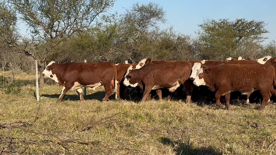 Lote 150 Novillitos en Corrientes, Curuzu Cuatia