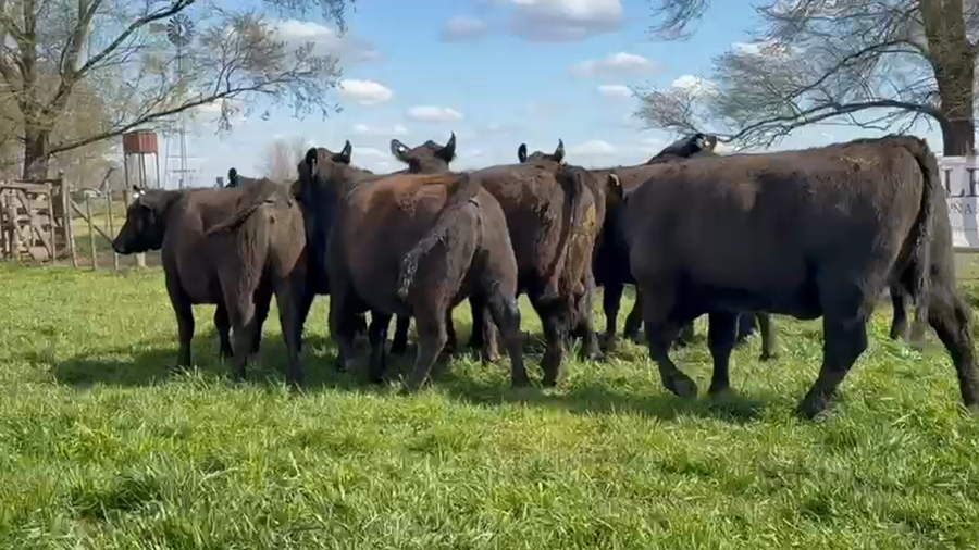 Lote Vaquillonas PC preñadas
