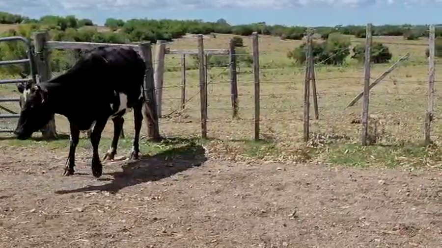 Lote 1 Vaquillona Kiwi