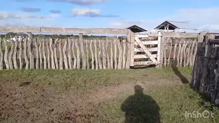 Lote 71 Vacas de invernar en Corrientes, Curuzu Cuatia