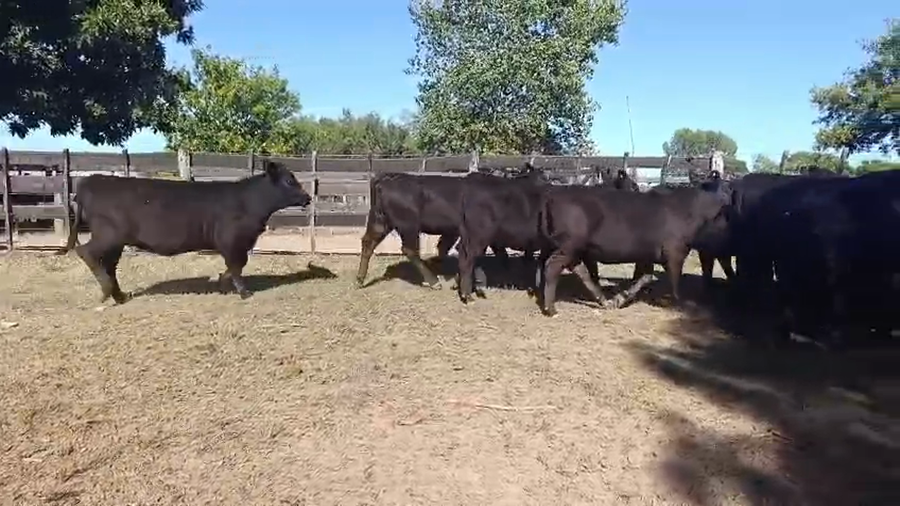Lote 28 Novillitos y vaquillonas en Buenos Aires, San Antonio de Areco