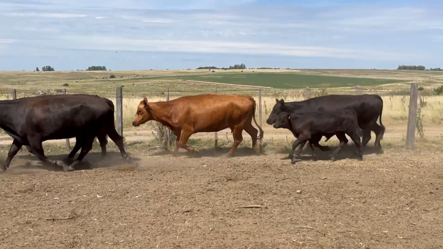 Lote 48 Piezas de cría en Palermo, Florida