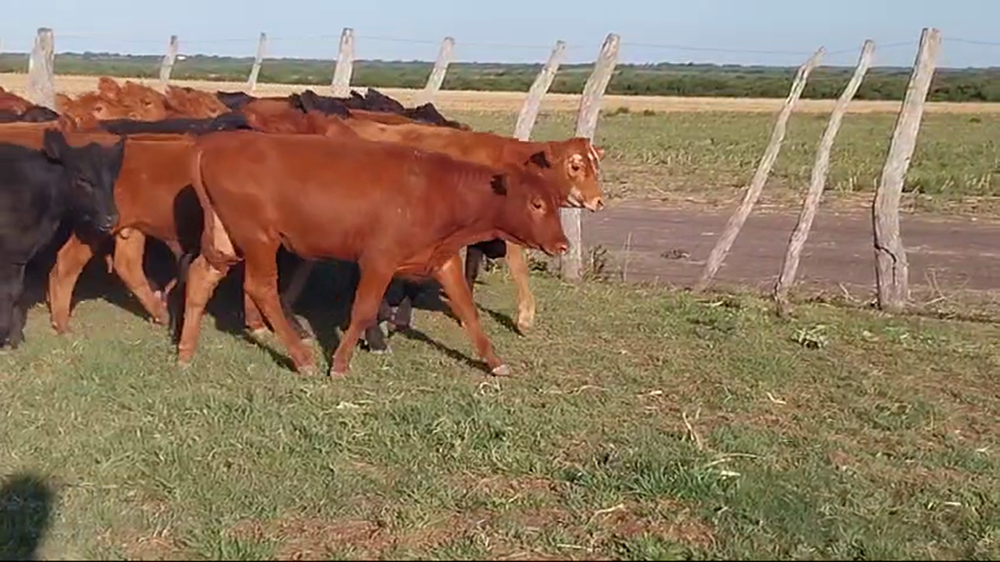 Lote 70 Terneros/as en Santa Elena, Entre Ríos