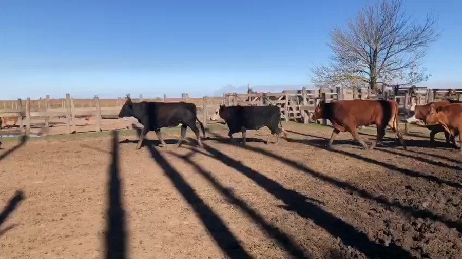 Lote 70 Novillos