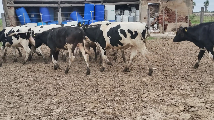 Lote 45 Novillitos Holando Argentino en Brinkmann, Córdoba