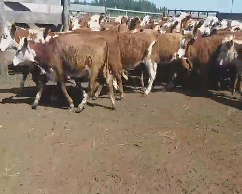 Lote 110 Terneras en Villaguay, Entre Ríos