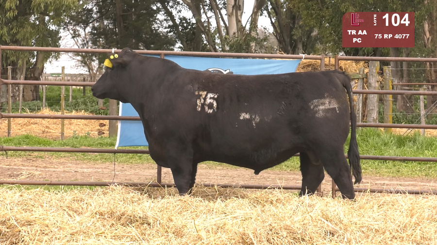 Lote TOROS ANGUS NEGROS  PC
