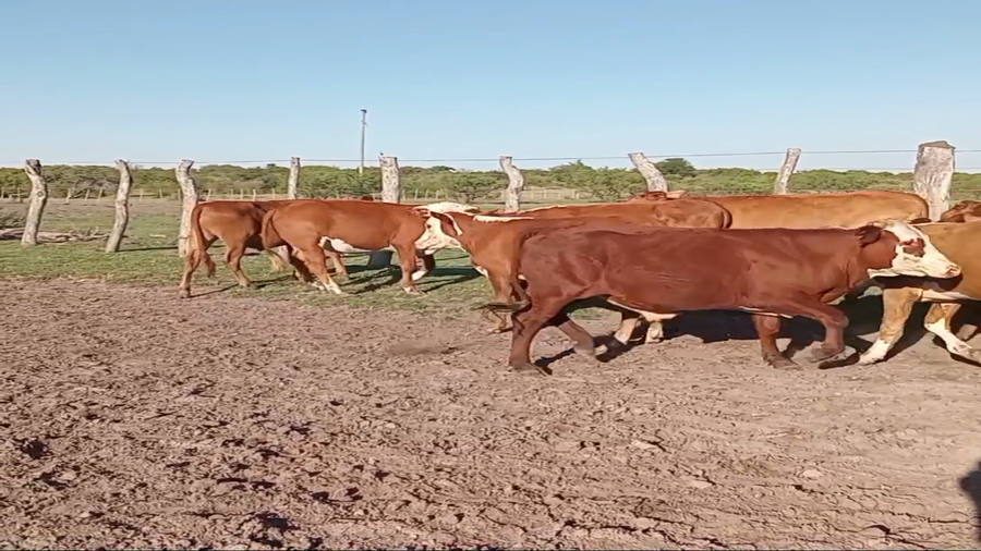 Lote 65 Novillitos