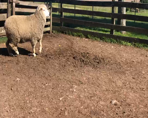 Lote 1 Borregos Planteleros en Cerro Largo, Cerro Largo